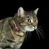 Portrait of an adorable tabby cat photo