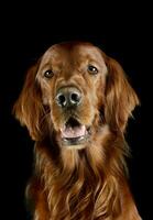 Portrait of an adorable irish setter photo