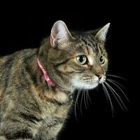 nice domestic cat in a dark studio photo