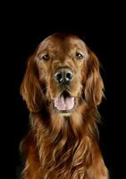 Portrait of an adorable irish setter photo