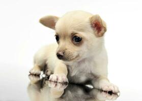 sweet puppy chihuahua portrait in white background studio photo