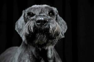 Strong schnauzer portrait in a black background photo