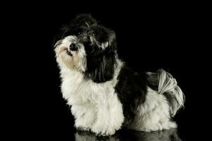 Studio shot of an adorable havanese photo