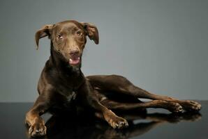 beautiful flying ears mixed breed dog relaxing in gray background photo