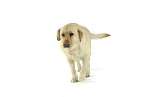 Studio shot of an adorable Labrador retriever walking sadly photo