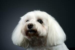 Portrait of a cute Bolognese dog photo