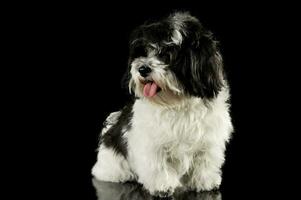 Studio shot of an adorable havanese photo