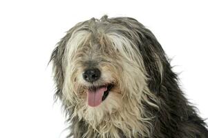 Portrait of an adorable Tibetan Terrier with hair covering eyes photo