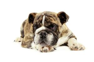 puppy bulldog relaxing in a white studio photo