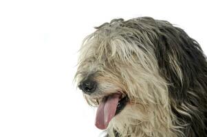 Portrait of an adorable Tibetan Terrier with hair covering eyes photo