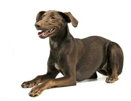 beautiful flying ears mixed breed dog relaxing in white studio photo