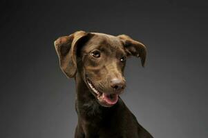hermosa volador orejas mezclado raza perro retrato en gris antecedentes foto