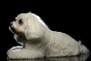 estudio Disparo de un linda boloñesa perro foto