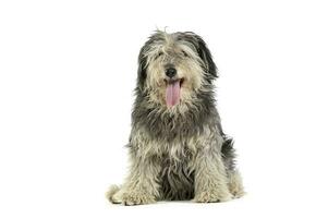 Studio shot of an adorable Tibetan Terrier with hair covering eyes looking satisfied photo