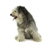 estudio Disparo de un adorable tibetano terrier con pelo cubierta ojos mirando satisfecho foto