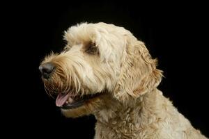 Portrait of an adorable Bolognese dog photo