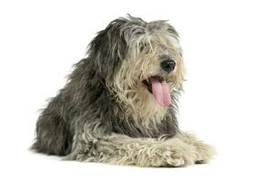 Studio shot of an adorable Tibetan Terrier with hair covering eyes looking satisfied photo