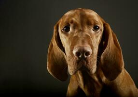 Portrait of an adorable magyar vizsla photo