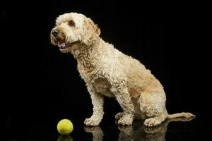 estudio Disparo de un adorable boloñesa perro foto