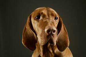 retrato de un adorable magiar vizsla foto