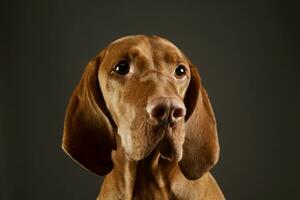 Portrait of an adorable magyar vizsla photo