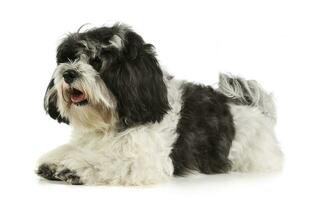 Studio shot of an adorable havanese photo