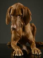 Hungarian vizsla looking down in a dark studio photo