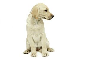 puppy labrador retriever sitting and looking sideways in a white studio photo