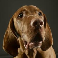 Hungarian vizsla portrait in a dark studio photo