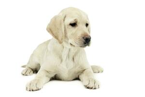 puppy labrador retriever lying and looking sideways in a white studio photo