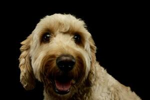 Portrait of an lovely lagotto photo