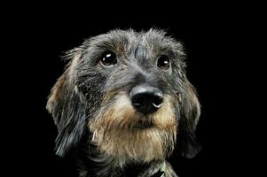 Portrait of an adorable wired haired Dachshund looking up curiously - isolated on black background photo