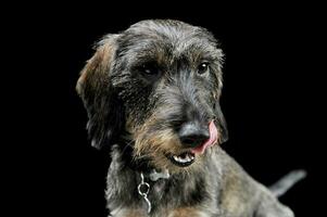 retrato de un adorable cableado peludo perro tejonero paliza su labios - aislado en negro antecedentes foto