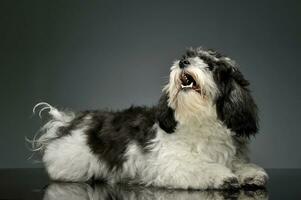 Studio shot of an adorable havanese photo