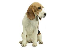 joung beagle sitting in a studio floor photo