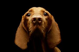 Portrait of an adorable magyar vizsla photo