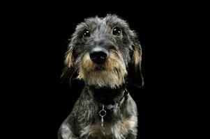 Portrait of an adorable wired haired Dachshund looking curiously at the camera - isolated on black background photo