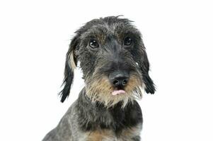 Portrait of an adorable wired haired Dachshund looking curiously at the camera and licking his lips photo