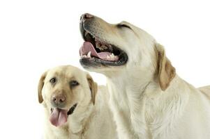Studio shot of two adorable Labrador retriever looking satisfied photo