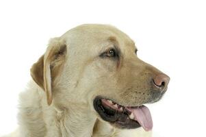 Portrait of an adorable Labrador retriever looking satisfied photo