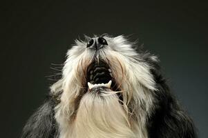 Portrait of an adorable havanese photo