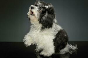 Studio shot of an adorable havanese photo