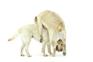 Studio shot of two adorable Labrador retriever looking satisfied photo