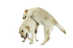 Studio shot of two adorable Labrador retriever looking satisfied photo