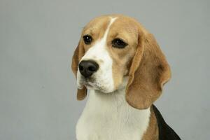 joung beagle portrait in photo studio