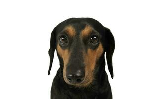 Portrait of an adorable Dachshund looking curiously at the camera photo