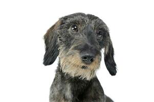 Portrait of an adorable wired haired Dachshund looking curiously at the camera - isolated on white background photo
