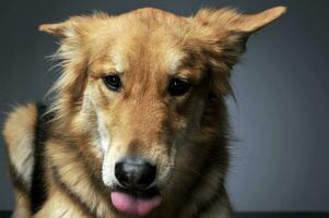 mixed breed looking into the camera with tongue out photo