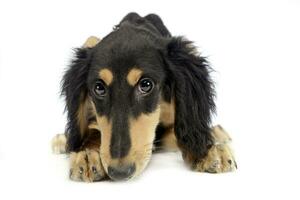 Puppy saluki lying  in white photo studio