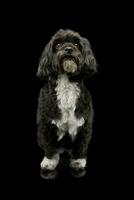 Studio shot of an adorable havanese photo